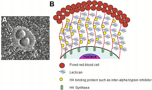 fig1