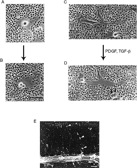 Fig5