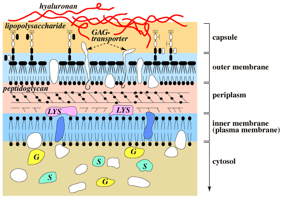 fig7