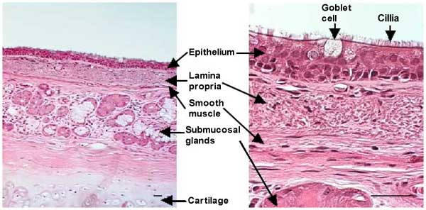 fig1