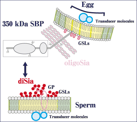 fig4.gif