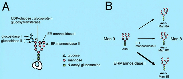 fig2.gif