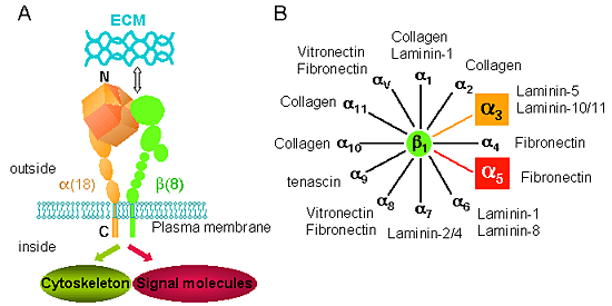 Glycosylation And Integrin Regulation In Cancer: Trends In, 41% OFF