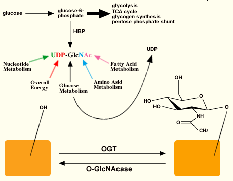 fig2