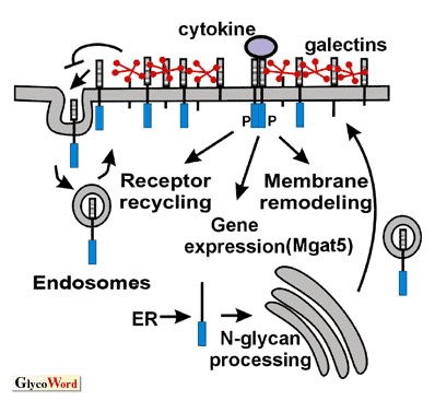 fig1