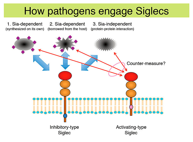 fig2