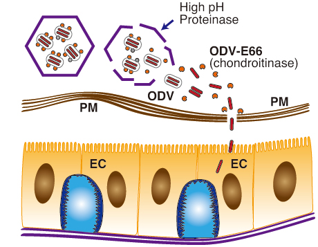 fig9