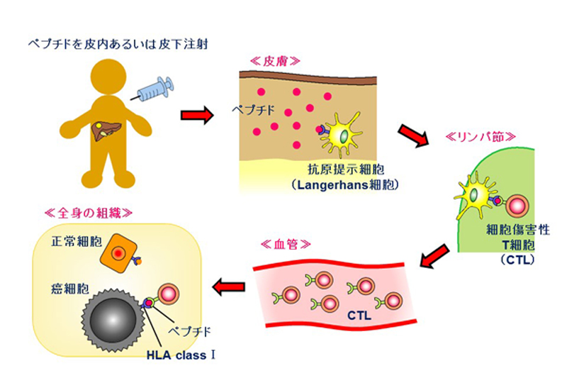 肝細胞がん特異的抗原Glypican-3 〜がん免疫療法の標的として〜（2019 Vol.22 (1), A1）