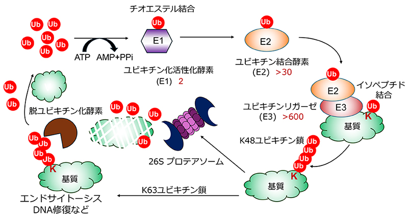 図1