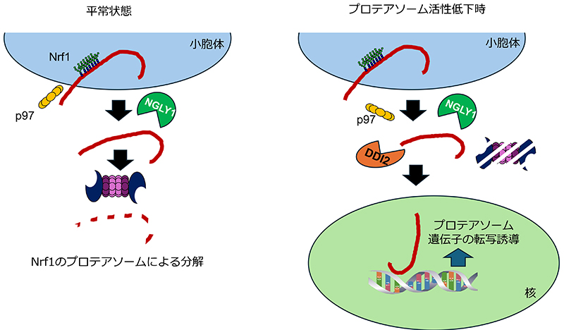 図2