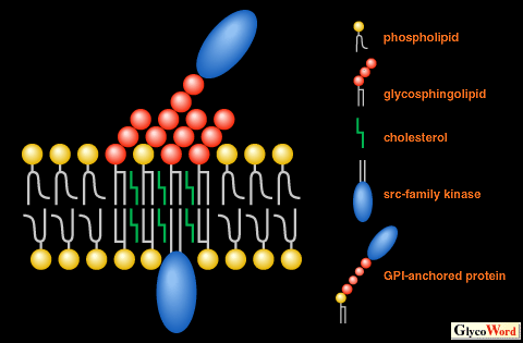 glycolipid in cell membrane