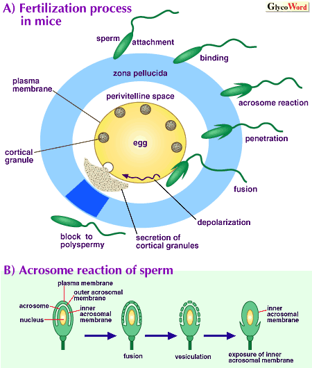 sperm and egg fertilization process