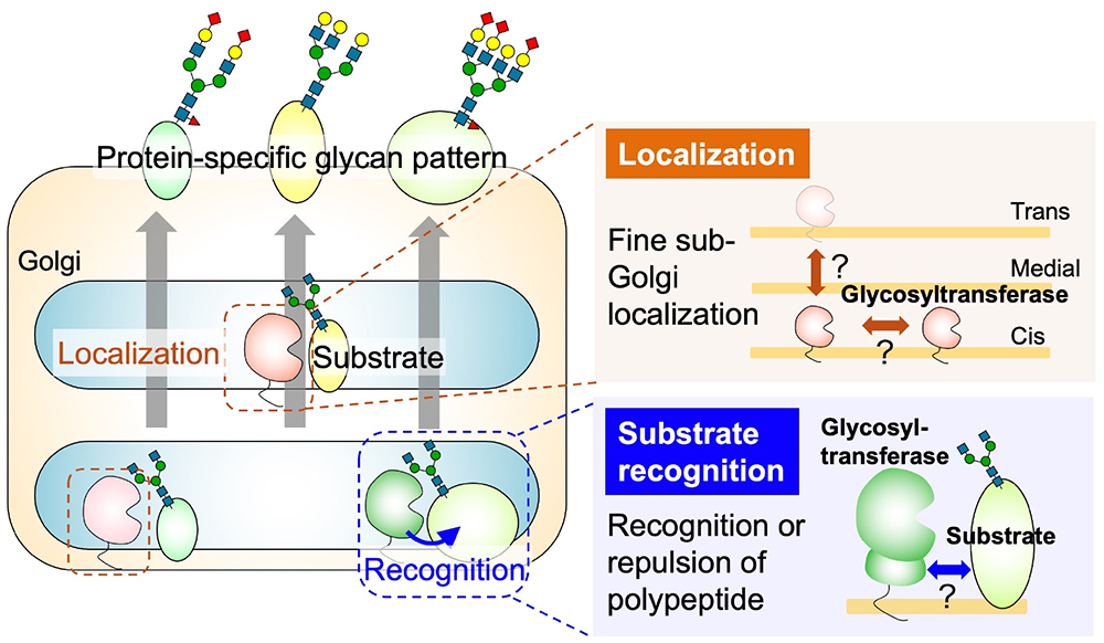 Glycoword | Glycoforum